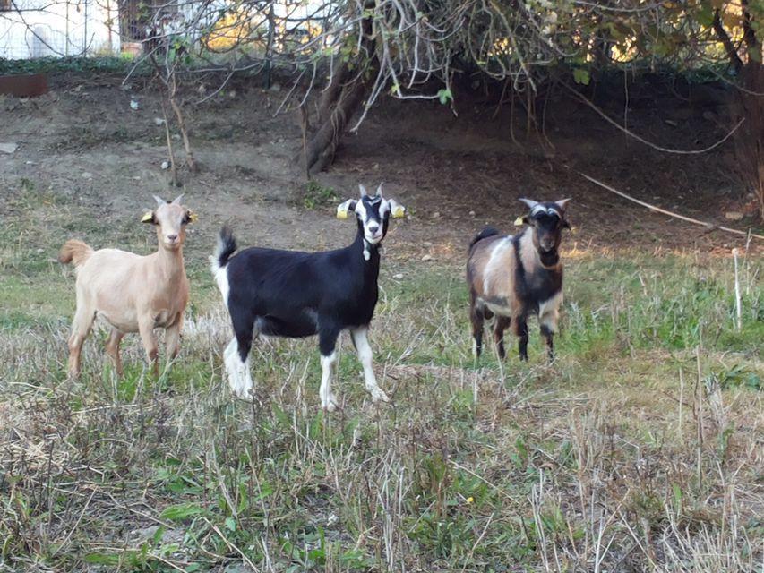 Agriturismo Poponi Villa Todi Luaran gambar